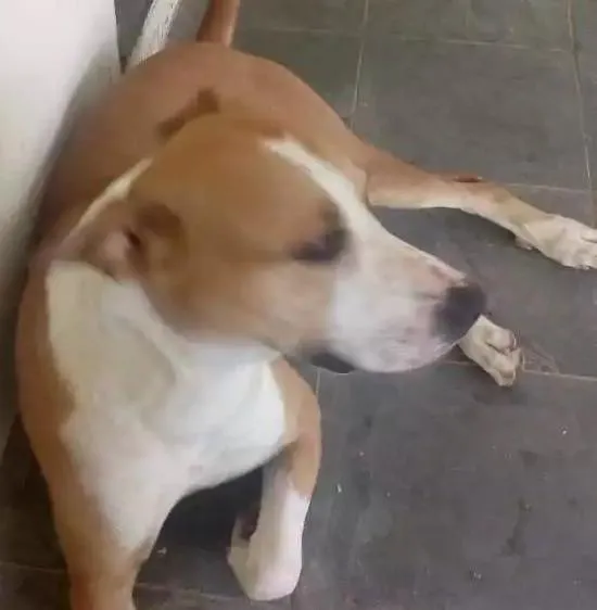 Cachorro ra a Mestiço com pitbull idade 3 anos nome Hércules