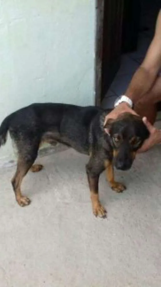Cachorro raça vira lata  idade 2 anos nome tufy
