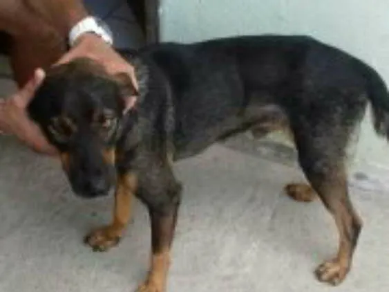 Cachorro raça vira lata  idade 2 anos nome tufy