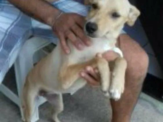Cachorro ra a viralata idade 7 a 11 meses nome emma