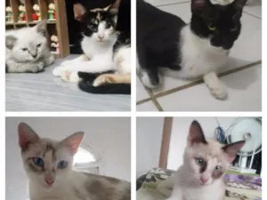 Gato raça SRD idade 2 a 6 meses nome Tricolor