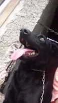 Bob