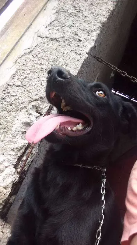 Cachorro ra a Viralara idade 1 ano nome Bob