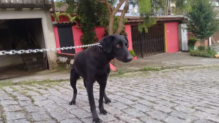 Cachorro ra a Viralara idade 1 ano nome Bob