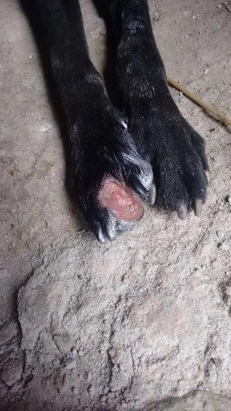 Cachorro ra a Viralara idade 1 ano nome Bob