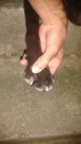 Bob