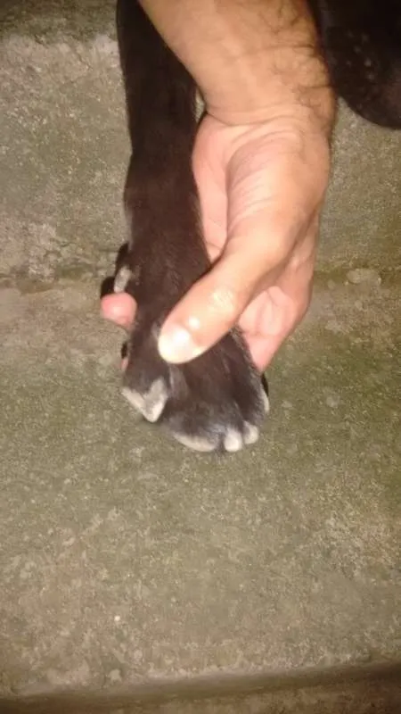 Cachorro ra a Viralara idade 1 ano nome Bob