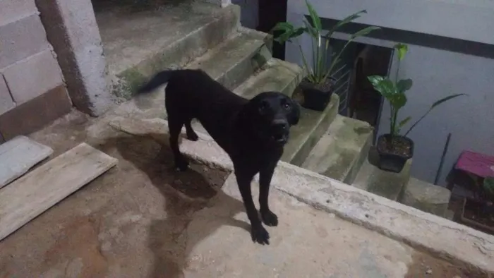 Cachorro ra a Viralara idade 1 ano nome Bob