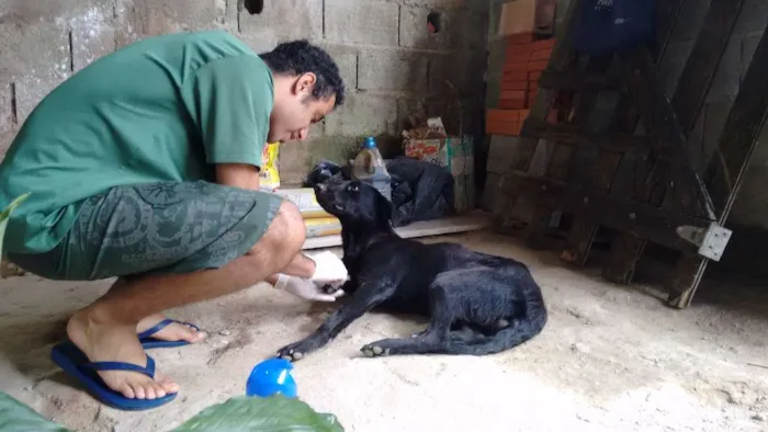 Cachorro ra a Viralara idade 1 ano nome Bob