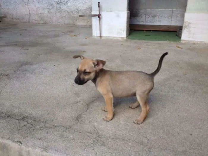 Cachorro ra a SRD idade Abaixo de 2 meses nome Gê