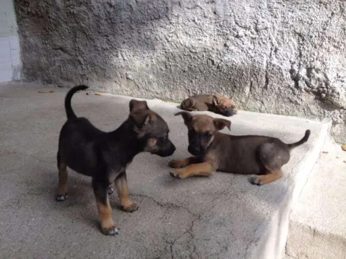 Cachorro ra a SRD idade Abaixo de 2 meses nome Gê