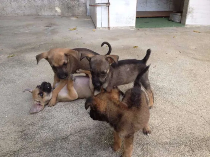 Cachorro ra a SRD idade Abaixo de 2 meses nome Gê