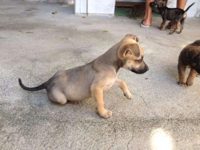 Cachorro ra a SRD idade Abaixo de 2 meses nome Gê