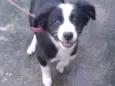 Mix Border Collie