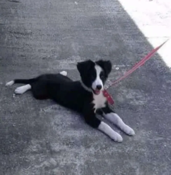Cachorro ra a Mix Border Collie idade 2 a 6 meses nome Mix Border Collie