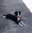 Mix Border Collie