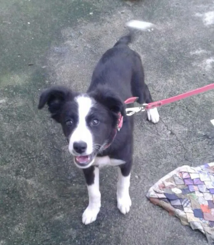 Cachorro ra a Mix Border Collie idade 2 a 6 meses nome Mix Border Collie