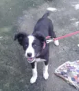 Mix Border Collie