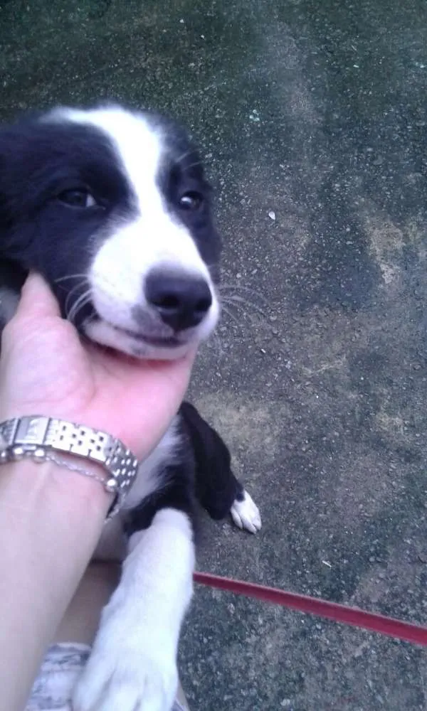 Cachorro ra a Mix Border Collie idade 2 a 6 meses nome Mix Border Collie