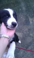 Mix Border Collie