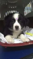 Mix Border Collie