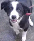 Mix Border Collie