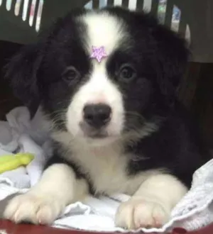 Cachorro raça Mix Border Collie idade 2 a 6 meses nome Mix Border Collie