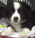 Mix Border Collie