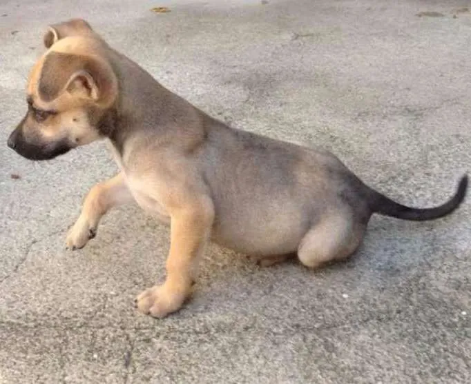 Cachorro ra a SRD idade Abaixo de 2 meses nome Gê