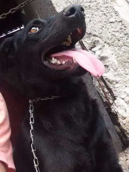 Cachorro ra a Viralara idade 1 ano nome Bob