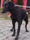 Bob