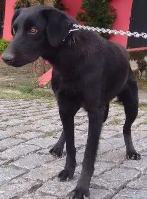 Cachorro raça Viralara idade 1 ano nome Bob
