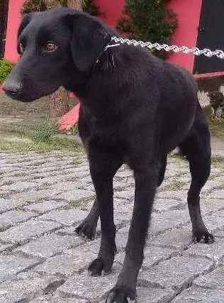 Cachorro ra a Viralara idade 1 ano nome Bob