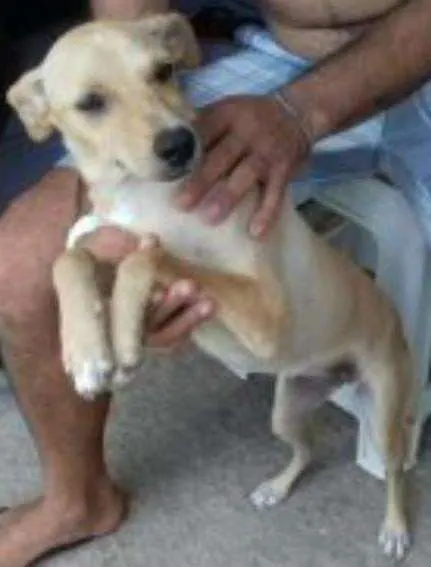 Cachorro ra a viralata idade 7 a 11 meses nome emma