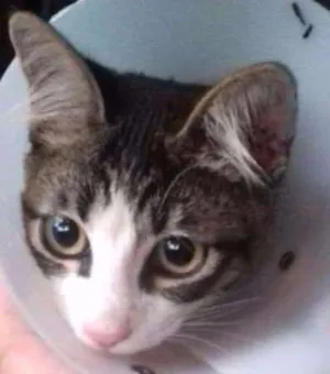 Gato raça Rnd idade 2 a 6 meses nome Trovão 