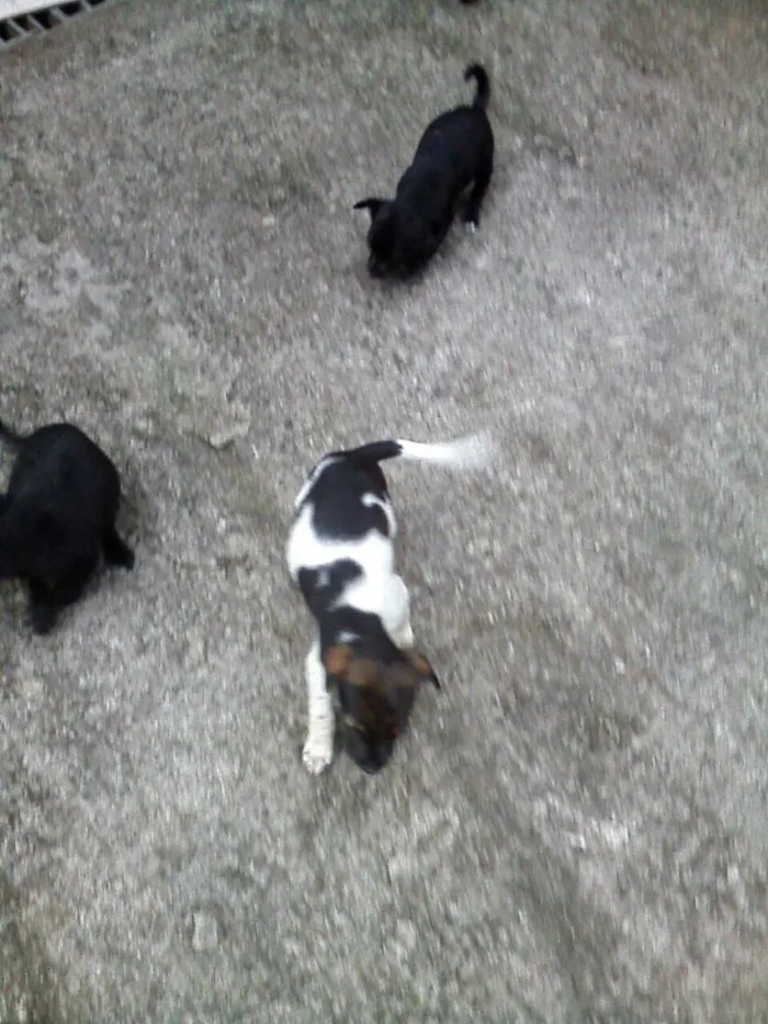 Cachorro ra a SRD idade Abaixo de 2 meses nome Filhotes