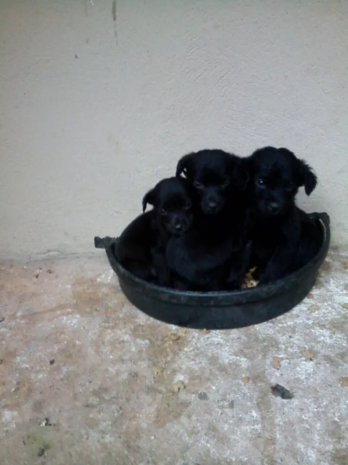 Cachorro ra a SRD idade Abaixo de 2 meses nome Filhotes