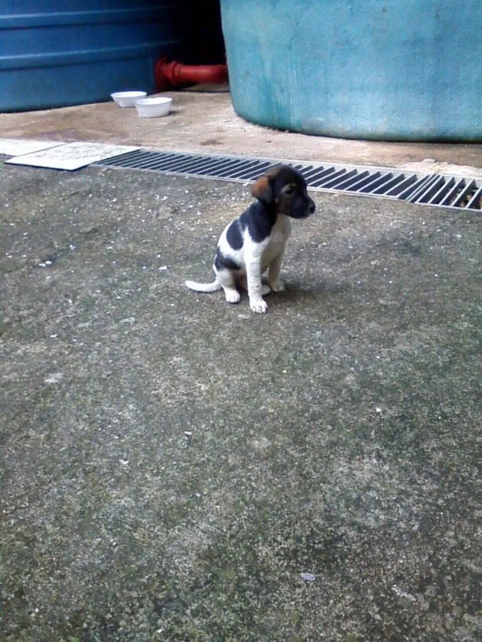 Cachorro ra a SRD idade Abaixo de 2 meses nome Filhotes