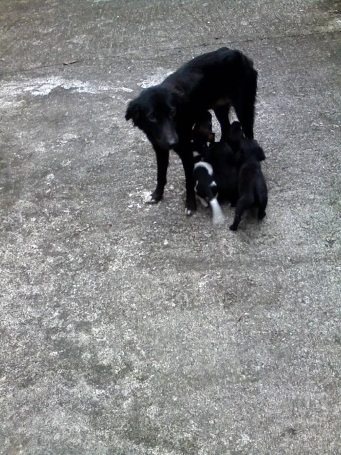 Cachorro ra a SRD idade Abaixo de 2 meses nome Filhotes