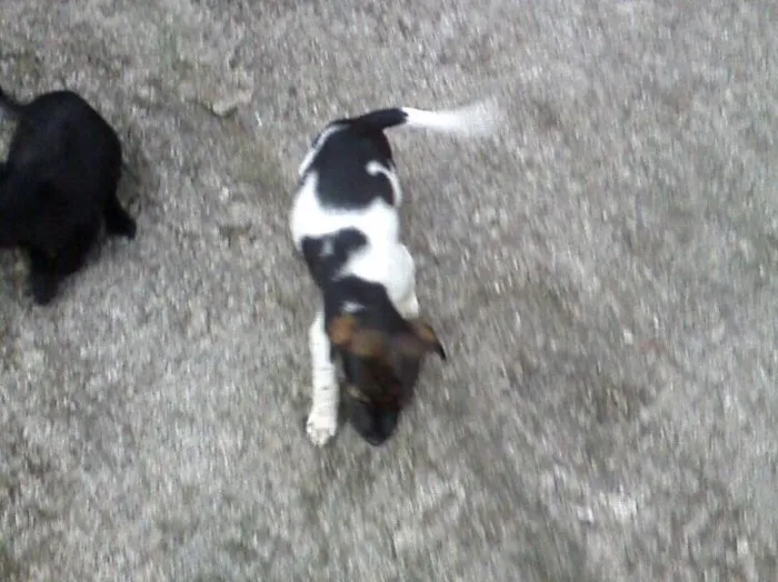 Cachorro ra a SRD idade Abaixo de 2 meses nome Filhotes
