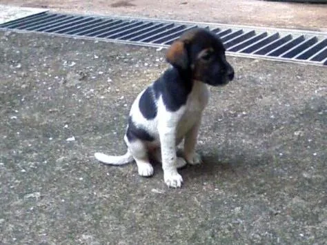 Cachorro ra a SRD idade Abaixo de 2 meses nome Filhotes