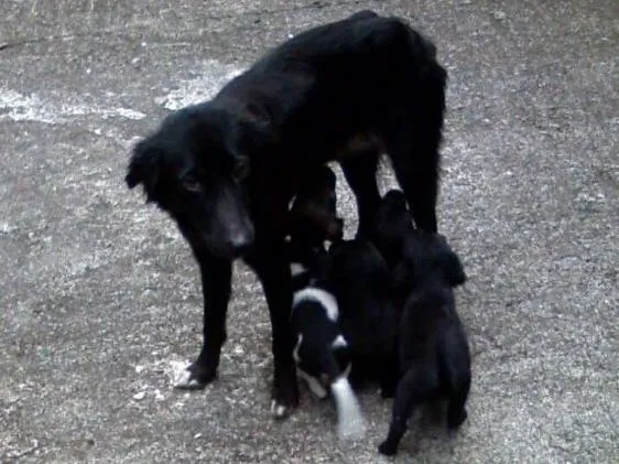 Cachorro ra a SRD idade Abaixo de 2 meses nome Filhotes