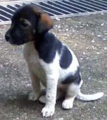 Cachorro ra a SRD idade Abaixo de 2 meses nome Filhotes