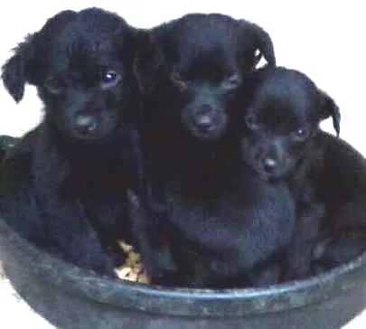 Cachorro ra a SRD idade Abaixo de 2 meses nome Filhotes
