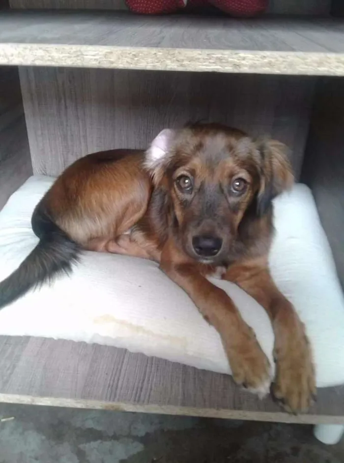 Cachorro ra a SRD idade 2 a 6 meses nome Max