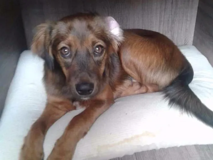 Cachorro ra a SRD idade 2 a 6 meses nome Max
