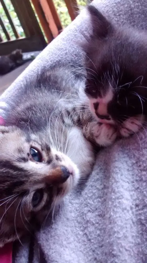Gato ra a Felinos idade 2 a 6 meses nome Gatos machos