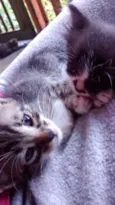 Gatos machos
