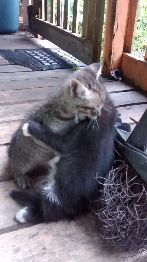 Gato ra a Felinos idade 2 a 6 meses nome Gatos machos