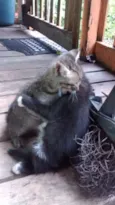 Gatos machos